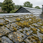 Pourquoi ma toiture verdit en Wallonie ? Les vraies causes de la mousse et des algues
